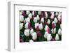 Tulips-Fedorkin-Framed Photographic Print