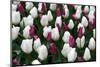 Tulips-Fedorkin-Mounted Photographic Print