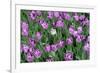 Tulips-Fedorkin-Framed Photographic Print