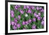 Tulips-Fedorkin-Framed Photographic Print