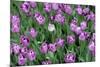 Tulips-Fedorkin-Mounted Photographic Print