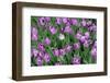 Tulips-Fedorkin-Framed Photographic Print