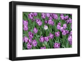 Tulips-Fedorkin-Framed Photographic Print