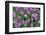 Tulips-Fedorkin-Framed Photographic Print