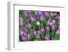 Tulips-Fedorkin-Framed Photographic Print