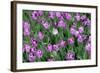 Tulips-Fedorkin-Framed Photographic Print