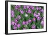 Tulips-Fedorkin-Framed Photographic Print