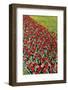 Tulips-Fedorkin-Framed Photographic Print