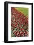 Tulips-Fedorkin-Framed Photographic Print