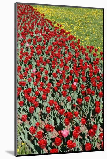 Tulips-Fedorkin-Mounted Photographic Print