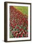 Tulips-Fedorkin-Framed Photographic Print