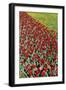 Tulips-Fedorkin-Framed Photographic Print