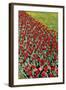 Tulips-Fedorkin-Framed Photographic Print