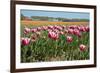 Tulips-kruwt-Framed Photographic Print