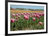 Tulips-kruwt-Framed Photographic Print