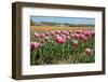 Tulips-kruwt-Framed Photographic Print