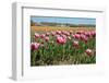 Tulips-kruwt-Framed Photographic Print