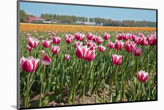 Tulips-kruwt-Mounted Photographic Print