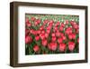 Tulips-Fedorkin-Framed Photographic Print