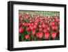 Tulips-Fedorkin-Framed Photographic Print