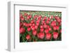 Tulips-Fedorkin-Framed Photographic Print