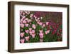 Tulips-Fedorkin-Framed Photographic Print