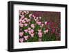 Tulips-Fedorkin-Framed Photographic Print