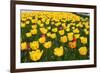 Tulips-Fedorkin-Framed Photographic Print