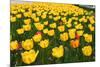 Tulips-Fedorkin-Mounted Photographic Print