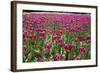 Tulips-Fedorkin-Framed Photographic Print