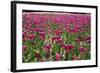 Tulips-Fedorkin-Framed Photographic Print