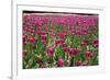 Tulips-Fedorkin-Framed Photographic Print