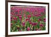 Tulips-Fedorkin-Framed Photographic Print