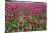 Tulips-Fedorkin-Mounted Photographic Print