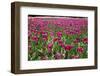 Tulips-Fedorkin-Framed Photographic Print