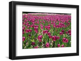 Tulips-Fedorkin-Framed Photographic Print