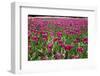 Tulips-Fedorkin-Framed Photographic Print