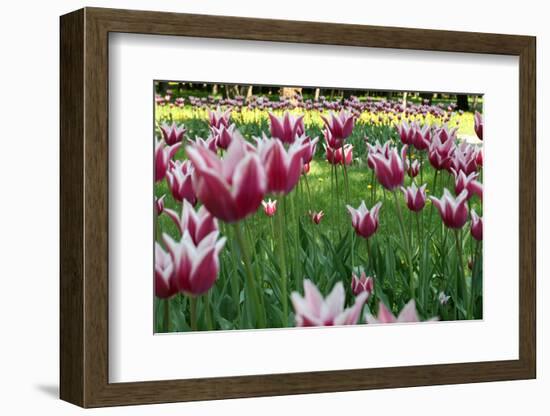 Tulips-Fedorkin-Framed Photographic Print