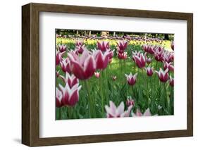 Tulips-Fedorkin-Framed Photographic Print