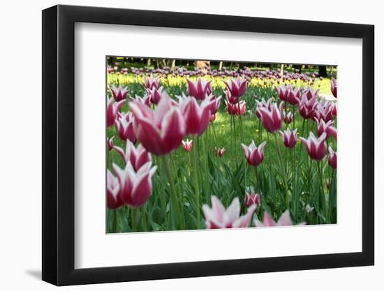 Tulips-Fedorkin-Framed Photographic Print