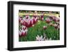 Tulips-Fedorkin-Framed Photographic Print