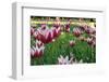 Tulips-Fedorkin-Framed Photographic Print