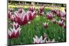 Tulips-Fedorkin-Mounted Photographic Print