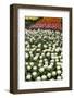 Tulips-Fedorkin-Framed Photographic Print