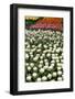 Tulips-Fedorkin-Framed Photographic Print