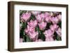 Tulips-oscarcwilliams-Framed Photographic Print