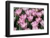 Tulips-oscarcwilliams-Framed Photographic Print