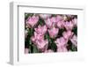 Tulips-oscarcwilliams-Framed Photographic Print