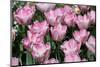 Tulips-oscarcwilliams-Mounted Photographic Print