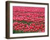 Tulips-WizData-Framed Photographic Print